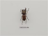 藏品(雞冠細身赤鍬形蟲)的圖片